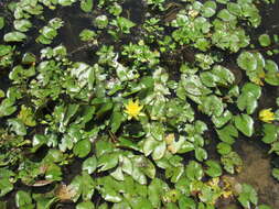 Image of yellow waterlily