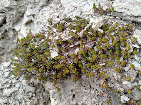 Image of Raoulia glabra Hook. fil.