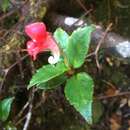 Image of Impatiens hendrikii Eb. Fisch. & Raheliv.