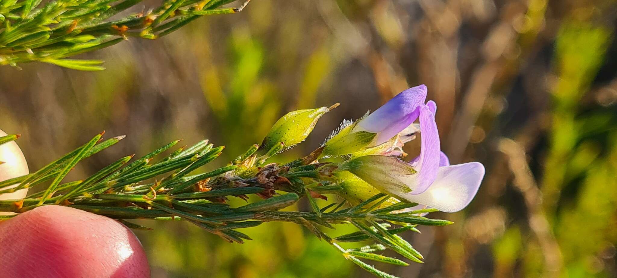 Psoralea ivumba的圖片