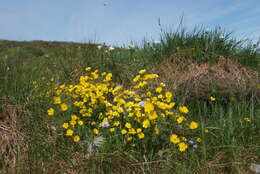 Image of Turner's buttercup