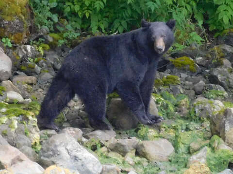 Image of Ursus americanus pugnax Swarth 1911