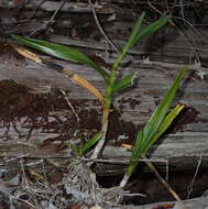 Image of Tridactyle bicaudata subsp. bicaudata