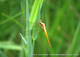 Image de Sympetrum gilvum (Selys 1884)