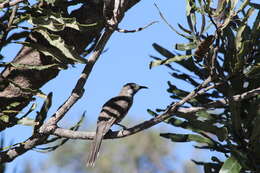 Image of Little Wattlebird