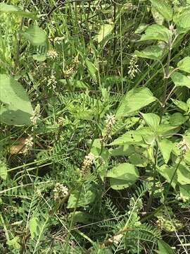 Image of Astragalus micranthus Desv.