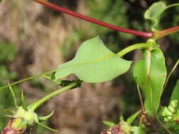 Image de Mutisia spinosa Ruiz & Pav.