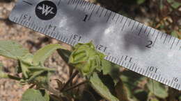 Слика од Abutilon abutiloides (Jacq.) Garcke