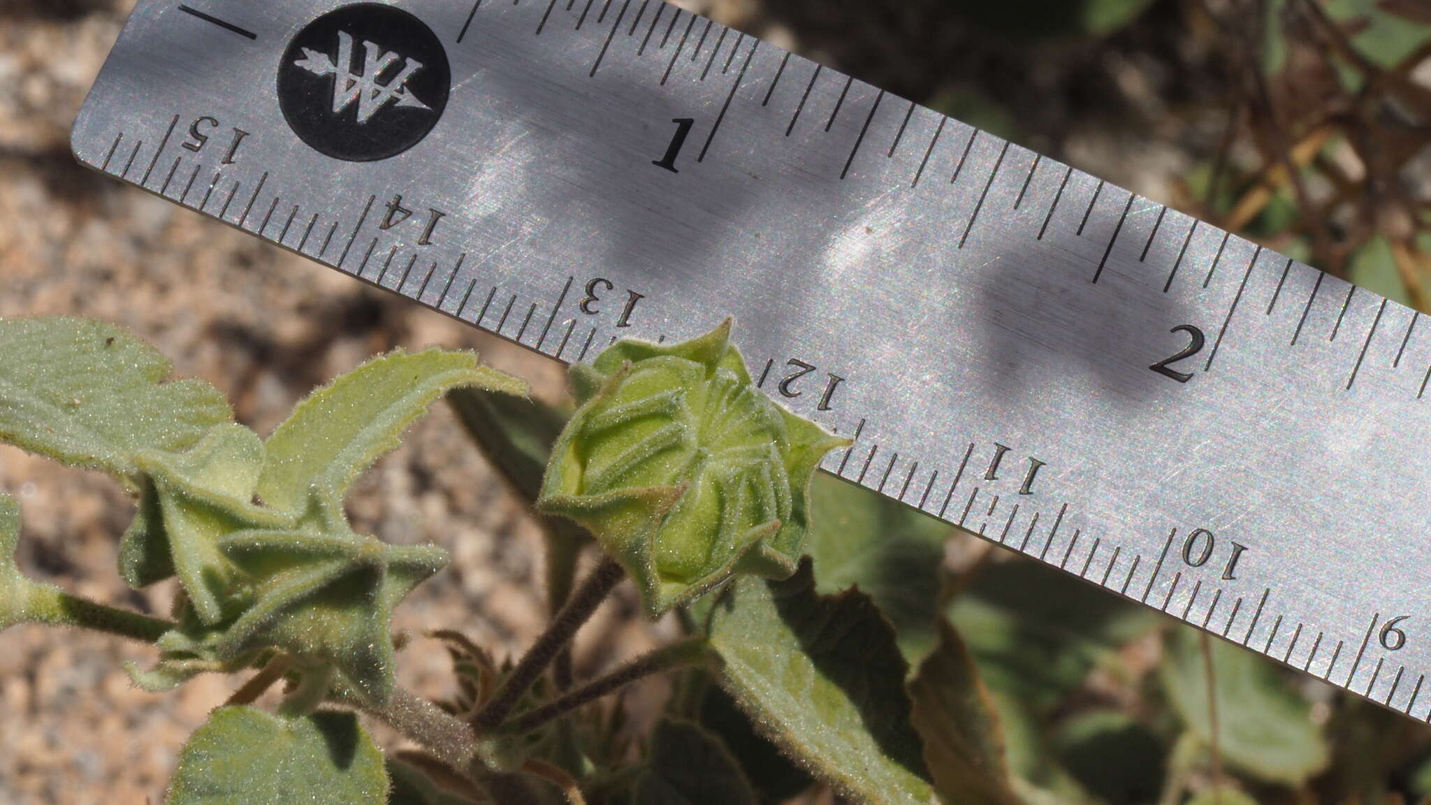 Слика од Abutilon abutiloides (Jacq.) Garcke