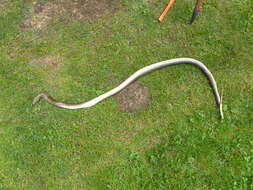 Image of Dahls Wipe Snake