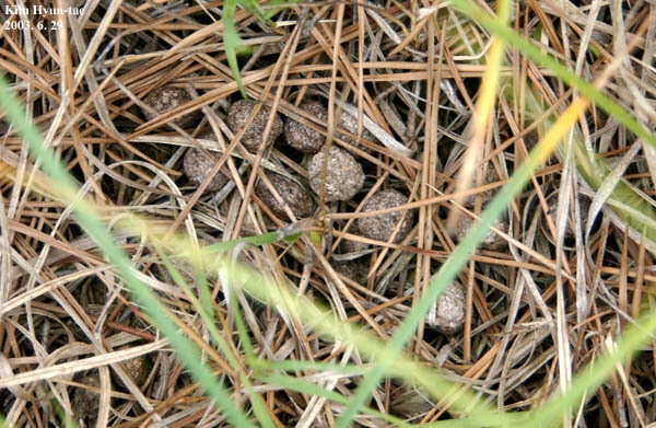 Image of Korean Hare