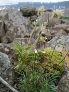 Image of Silene paucifolia Ledeb.