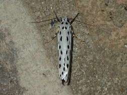 Image of Zeller's Ethmia Moth