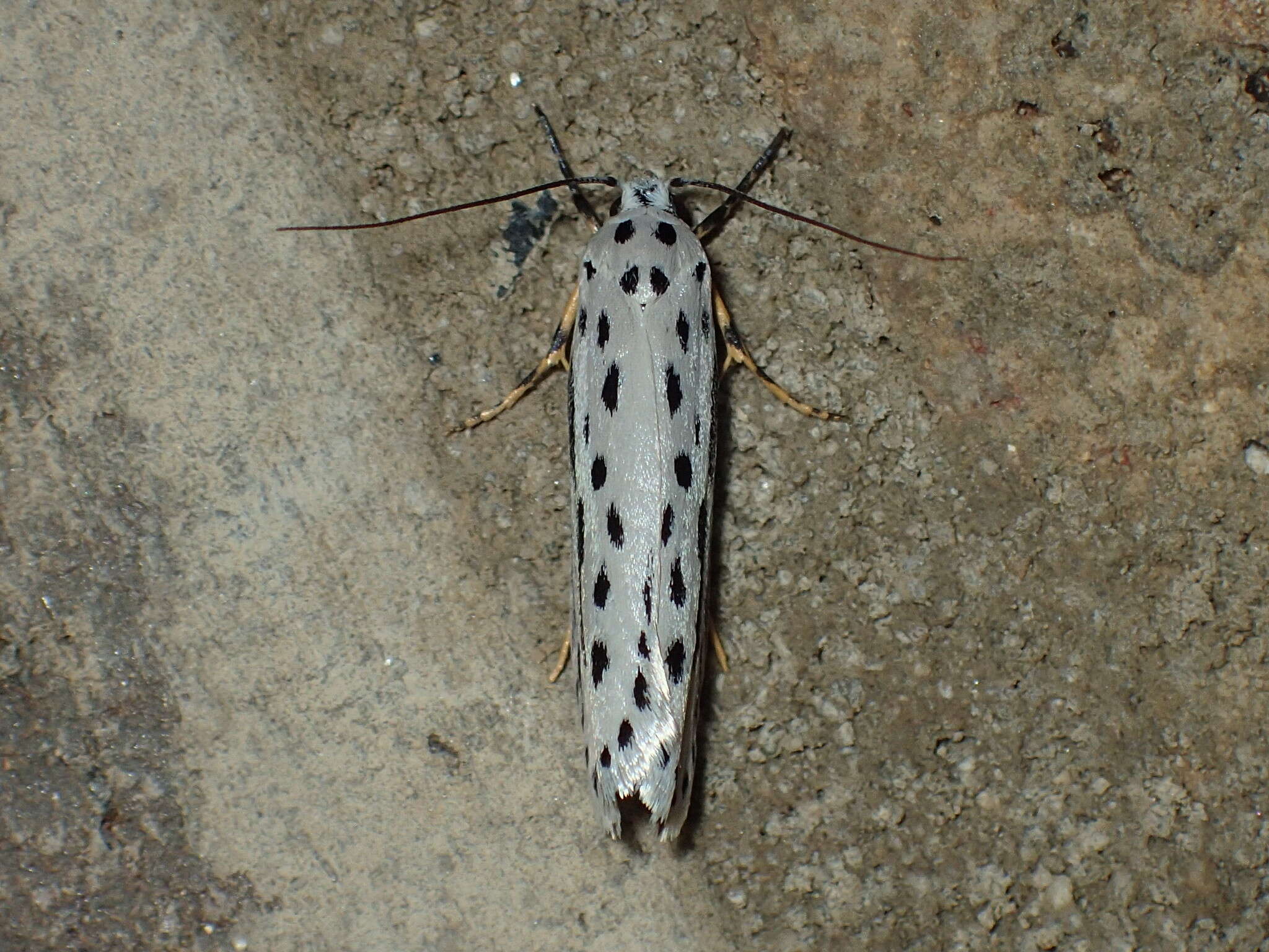 Image of Zeller's Ethmia Moth