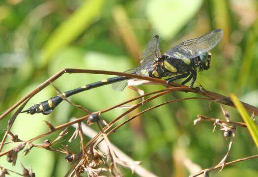 Image of <i>Ictinogomphus decoratus melaenops</i>