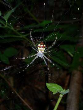 Image of Argiope intricata Simon 1877