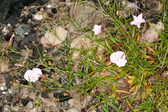 Convolvulus cantabrica L.的圖片