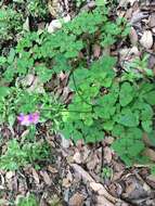 Image of Four-leaved Sorrel