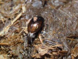 Image of Cercyon (Cercyon) melanocephalus (Linnaeus 1758)