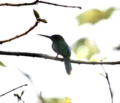 Image of Bluish-fronted Jacamar