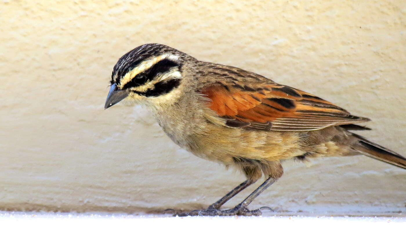 Image of Emberiza capensis cinnamomea (Lichtenstein & Mhk 1842)