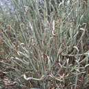 Image of Ephedra przewalskii Stapf