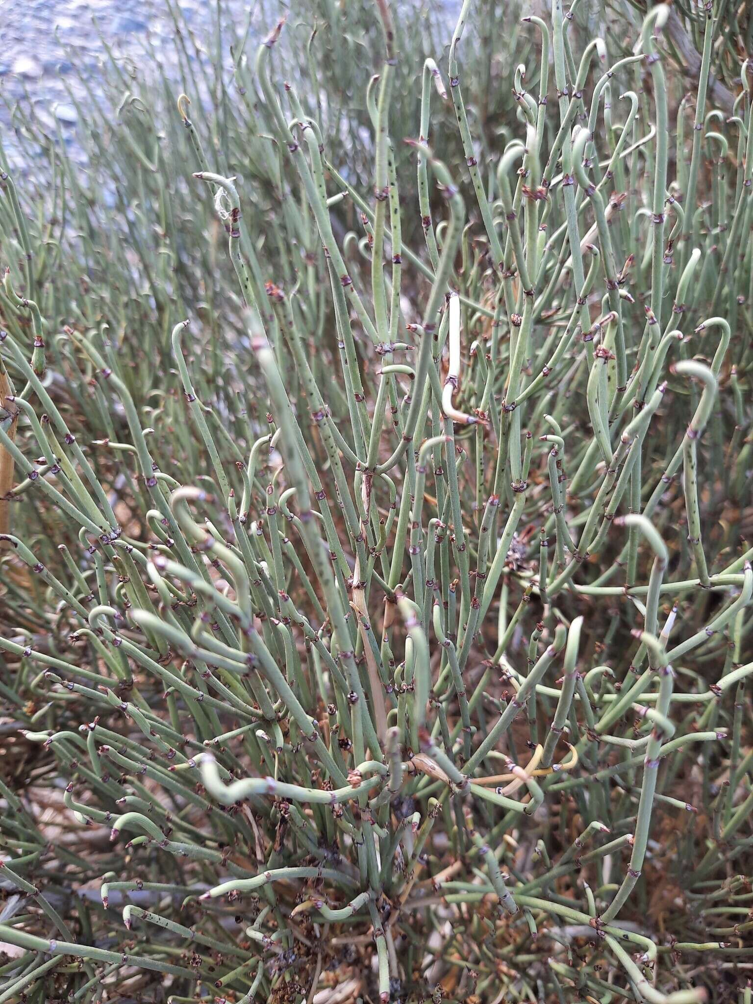 Image of Ephedra przewalskii Stapf