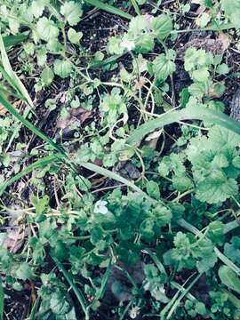 Image of glandular speedwell