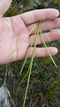 Image of pineland rayless goldenrod