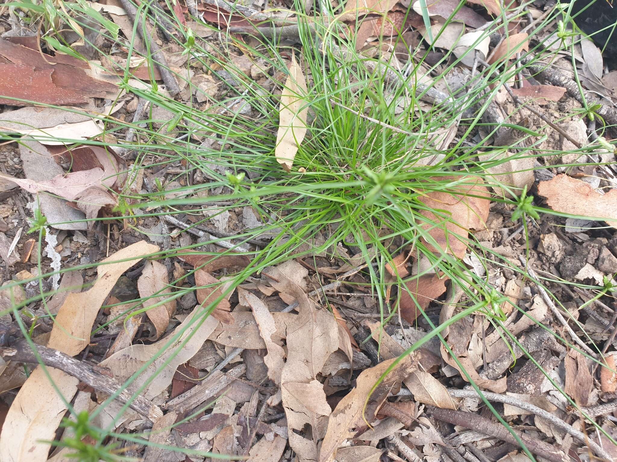 Cyperus gracilis R. Br.的圖片