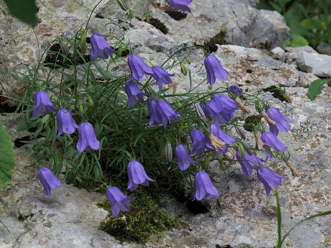 Imagem de Campanula tanfanii Podlech