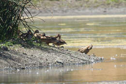 Image of Common Mallard