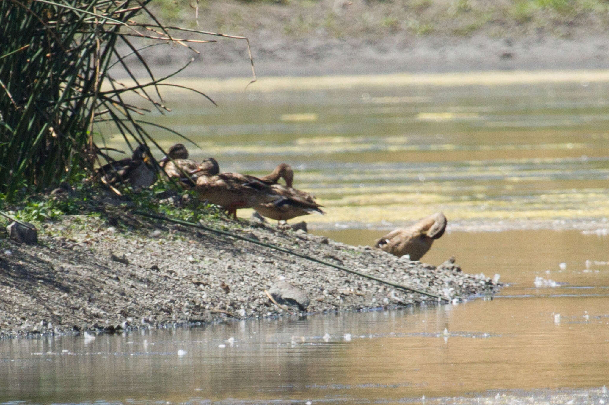 Image of Common Mallard