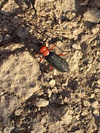 Image of Master Blister Beetle