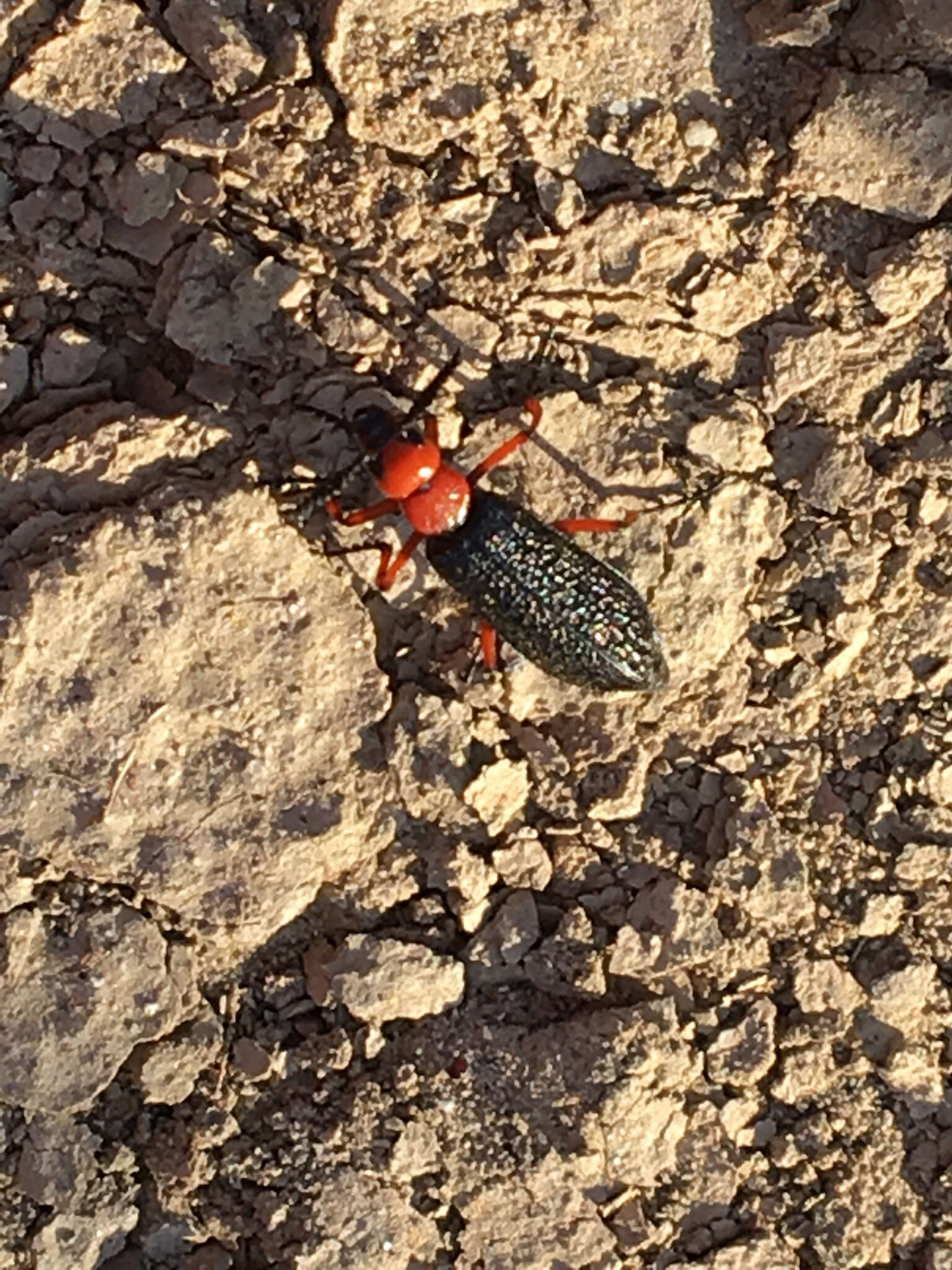 Image of Master Blister Beetle