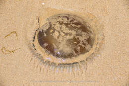 Image of Catostylus tagi (Haeckel 1869)