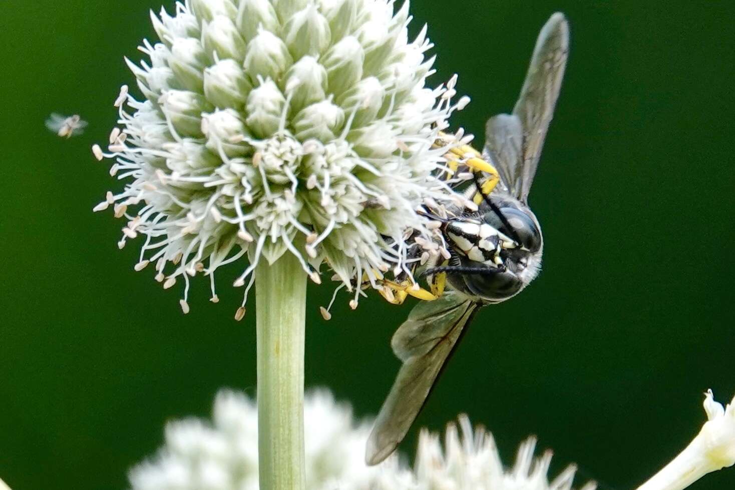 Image of Horse Guard Wasp