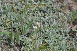 Imagem de Antennaria rosea subsp. pulvinata (Greene) R. J. Bayer