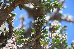 Image of Alluaudia comosa (Drake) Drake