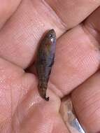 Image of Everglades Pygmy Sunfish