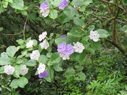 Brunfelsia australis Benth. resmi