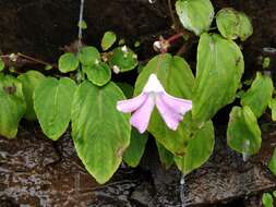 Impatiens acaulis Arn. resmi