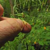 Image of Tall Rattlesnake-Root