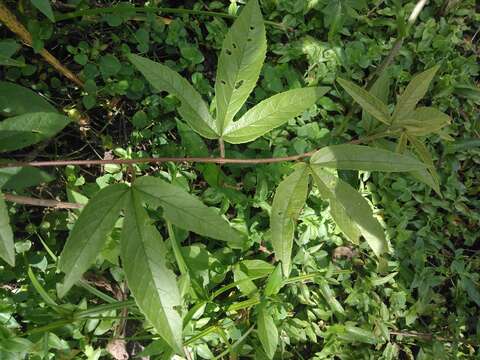 Image of passionflower