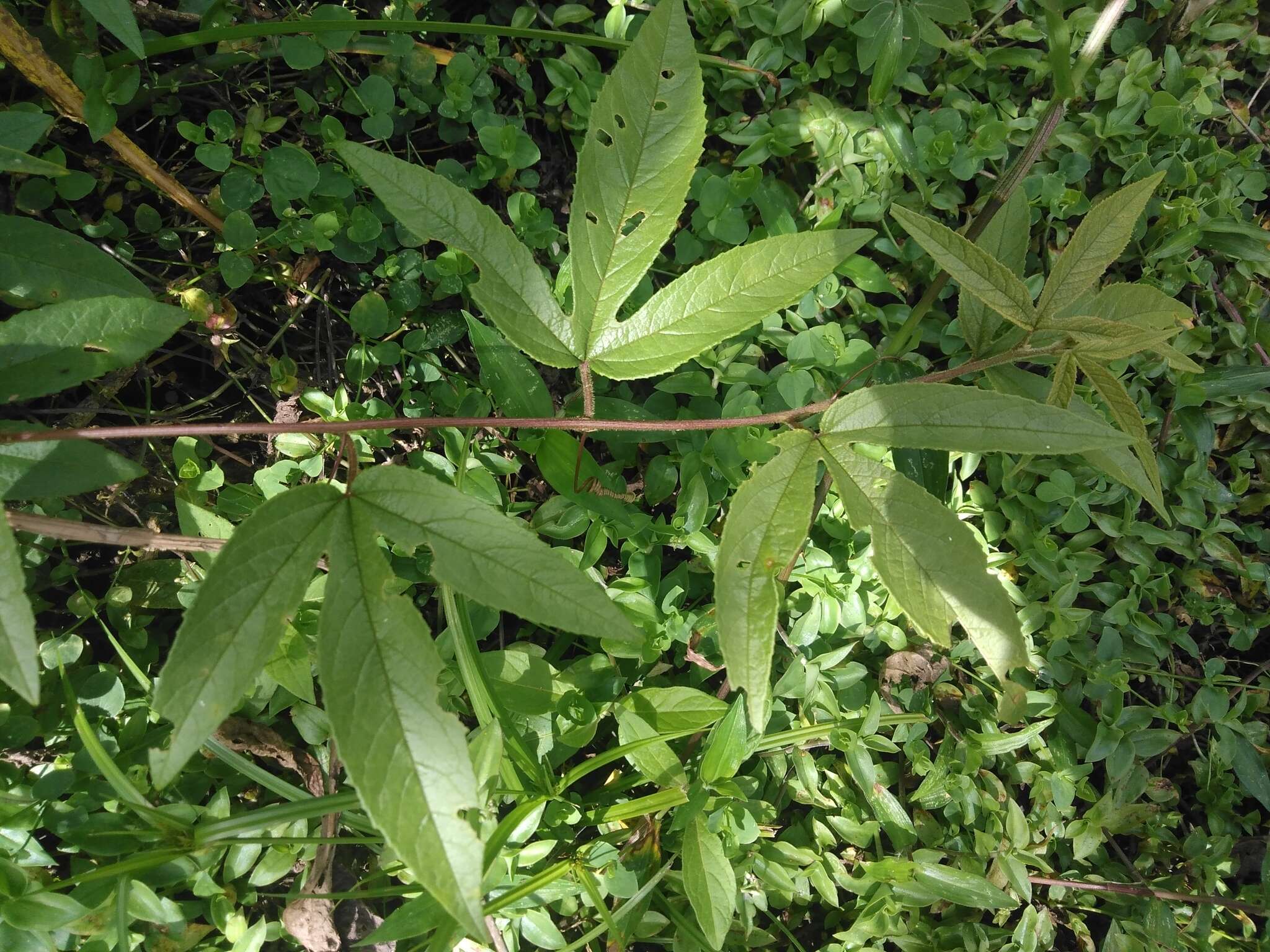 Imagem de Passiflora antioquiensis Karst.