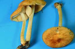 Image of Marasmius strictipes (Peck) Singer 1943