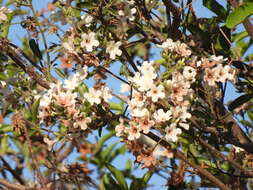 Image of Cordia sonorae N. E. Rose