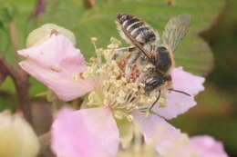 Image de Megachile leachella Curtis 1828