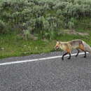 Слика од Vulpes vulpes macroura Baird 1852