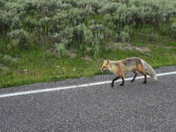 Sivun Vulpes vulpes macroura Baird 1852 kuva